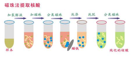 磁珠法核酸提取仪原理结构